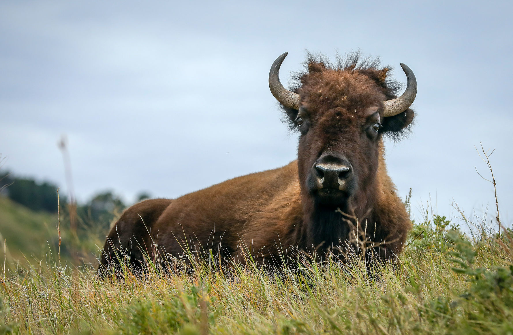 Custer State Park Prepares For Roundup